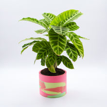 Load image into Gallery viewer, Plant Pot Multicolor
