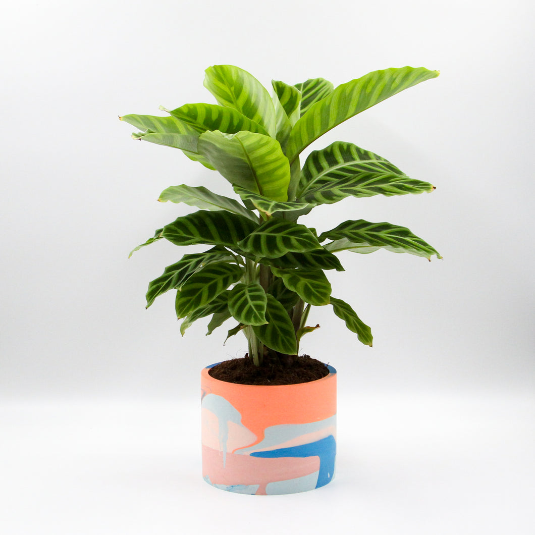 Plant Pot Miami Beach