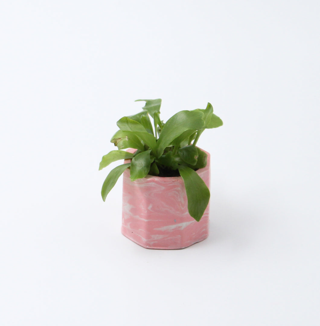 Pot Pink White Marble and plant Asplenium Nidus